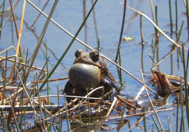 American toad