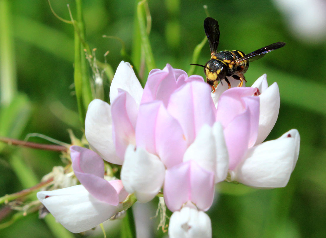 Anthidiellum notatum, the northern rotund-resin bee, on clover.