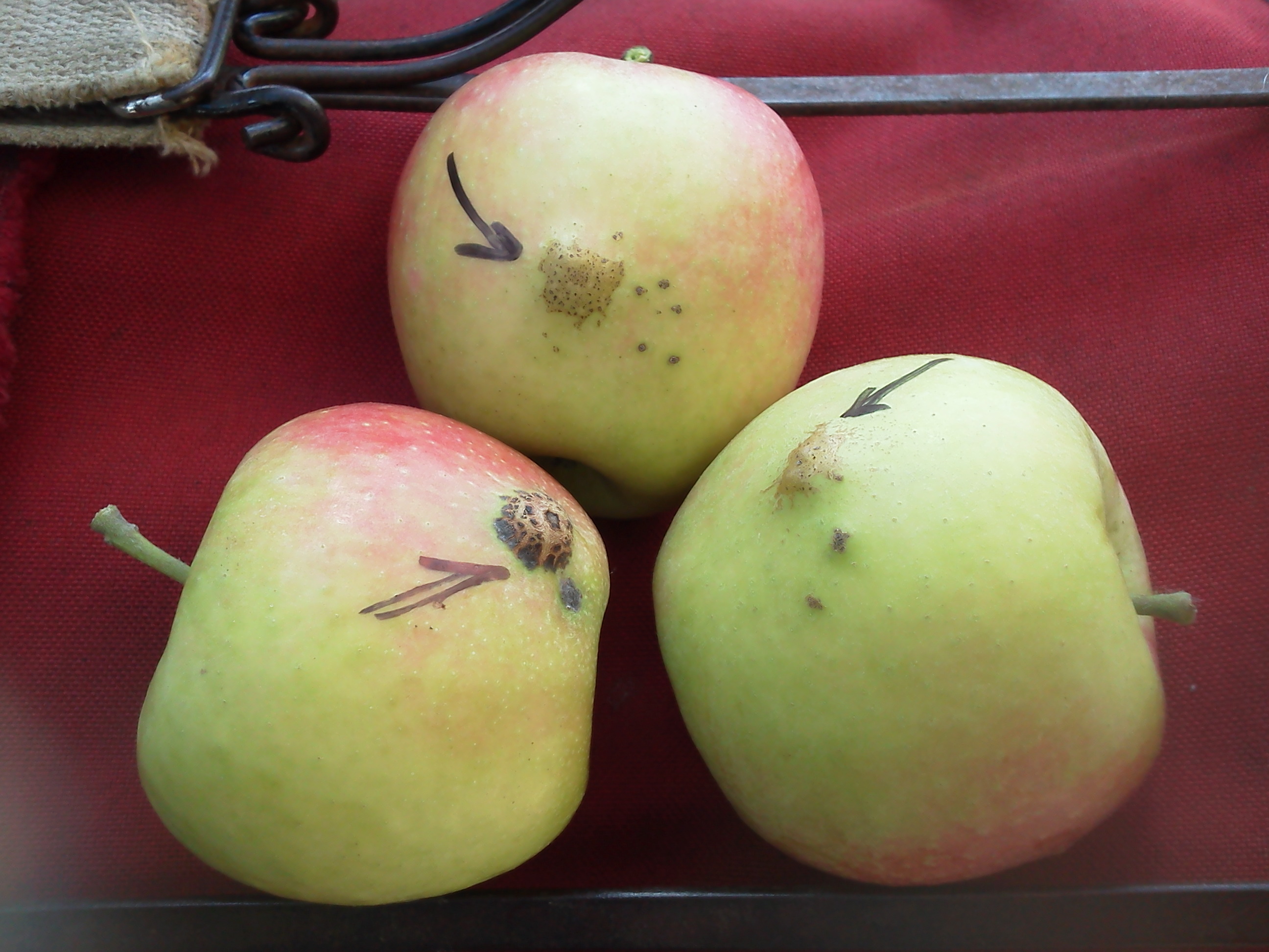 Raised blotches on apples.