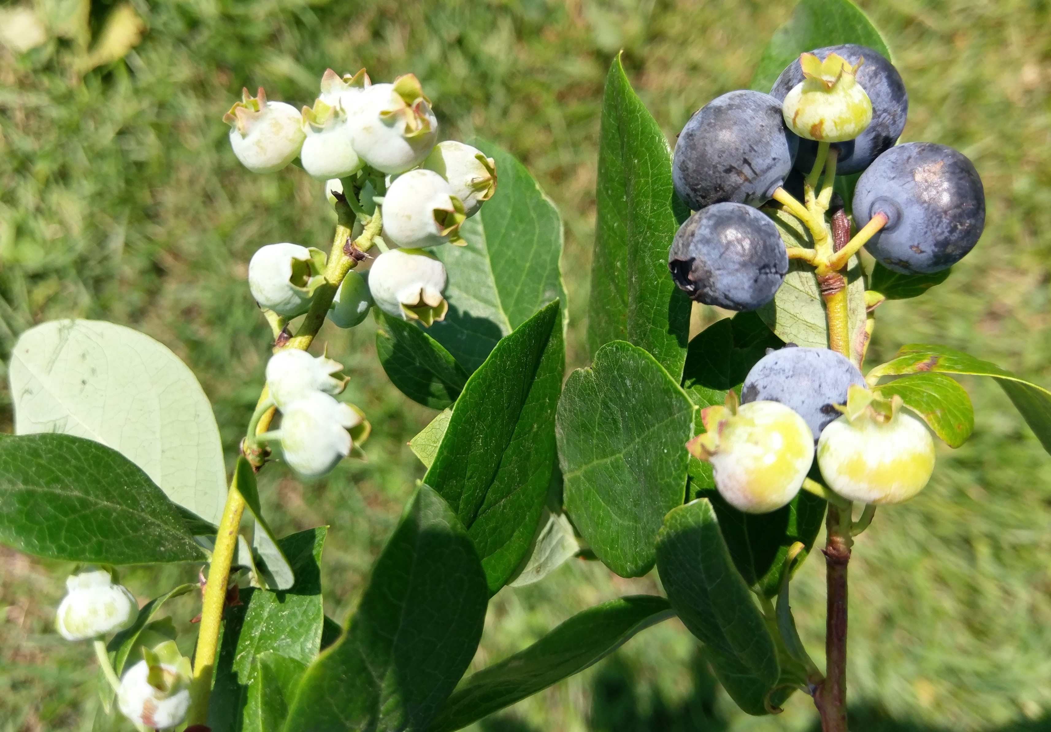 Blueberries