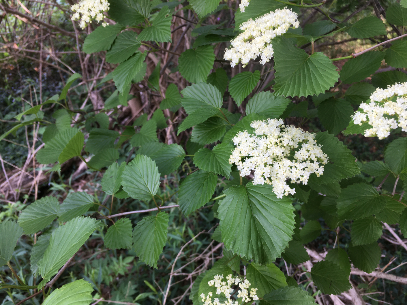 Identification features of Arrowwood viburnum