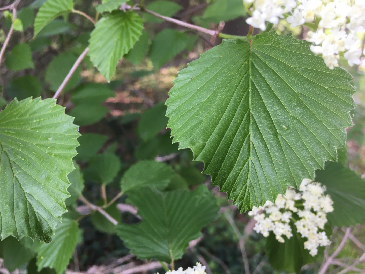 leaves of Arrowwood viburnum