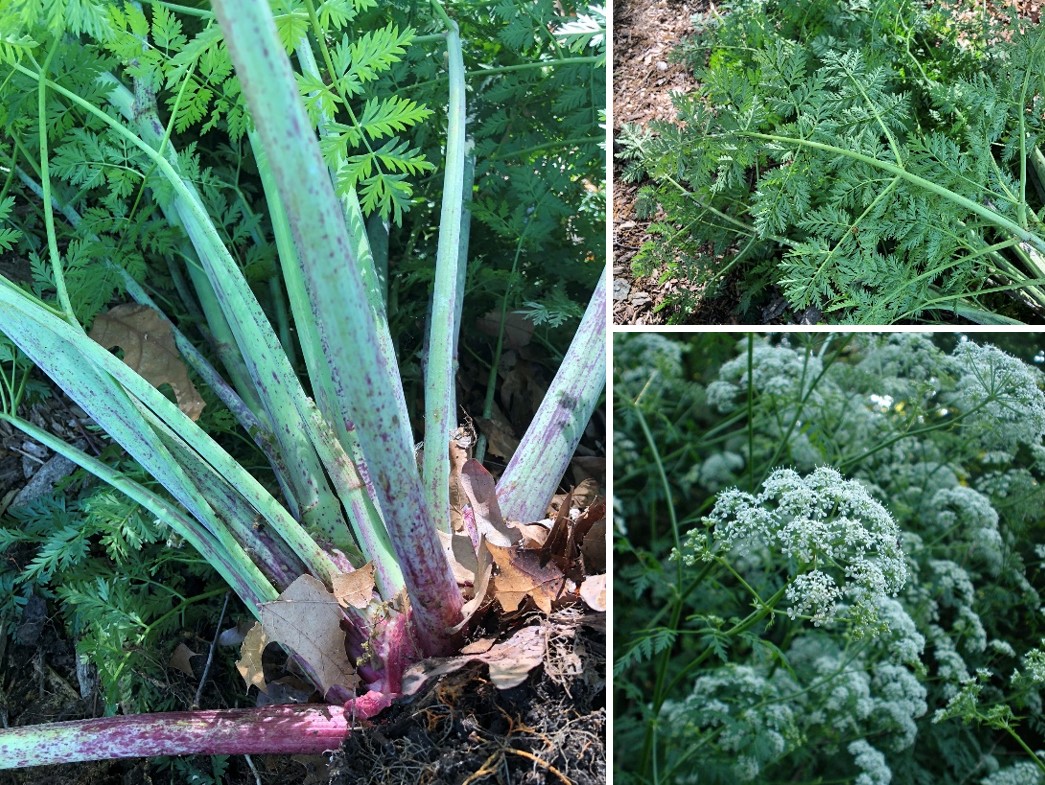 Identification features of poison hemlock.