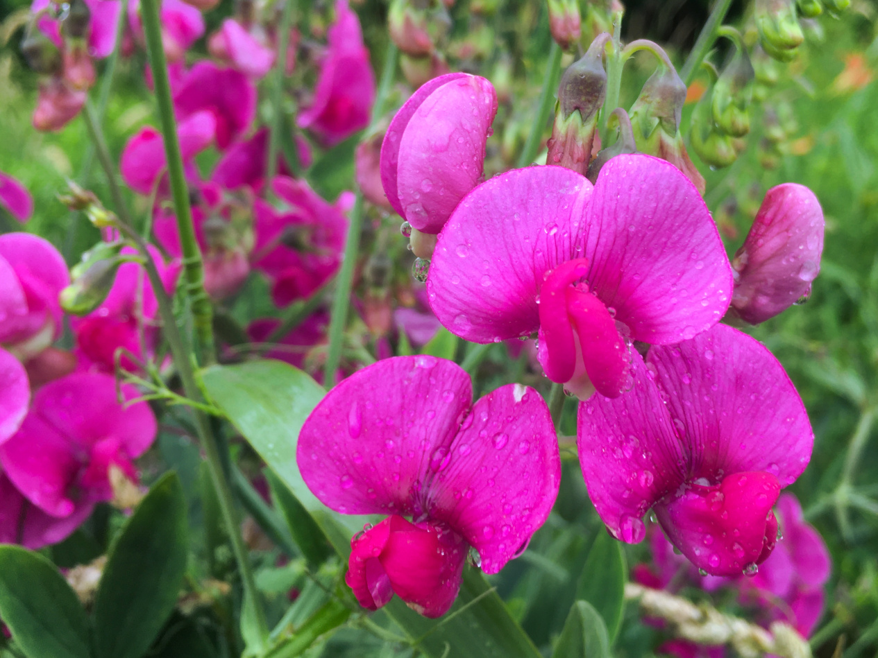 Close up of pink flower petals.