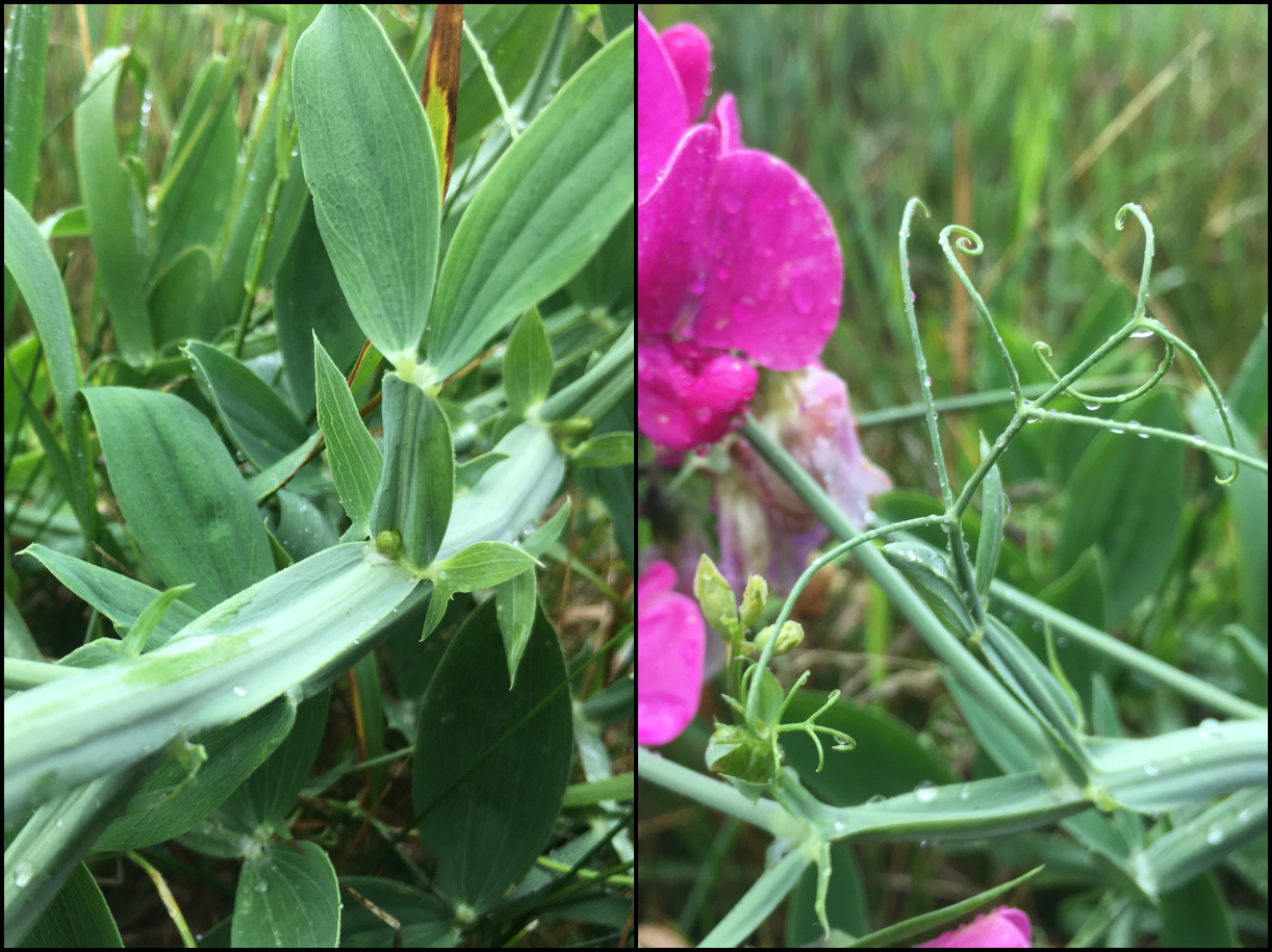 Winged stems on flower.