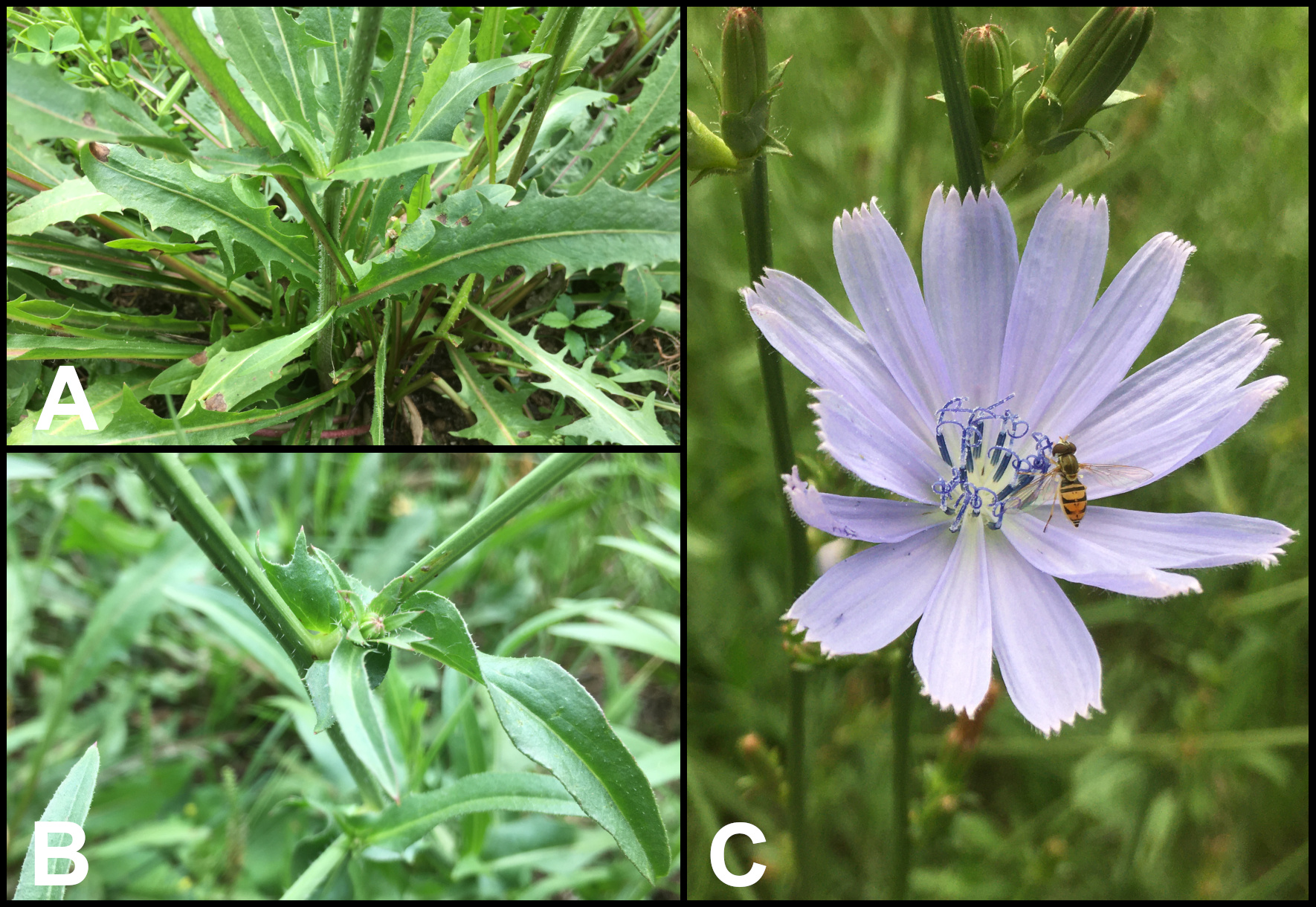 Flowers and leaves of chicory plant.