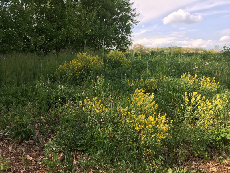 Yellow rocket growing along a roadside