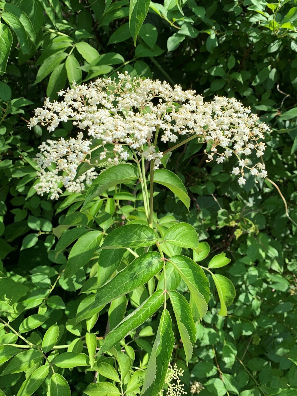 Common elderberry flowers.