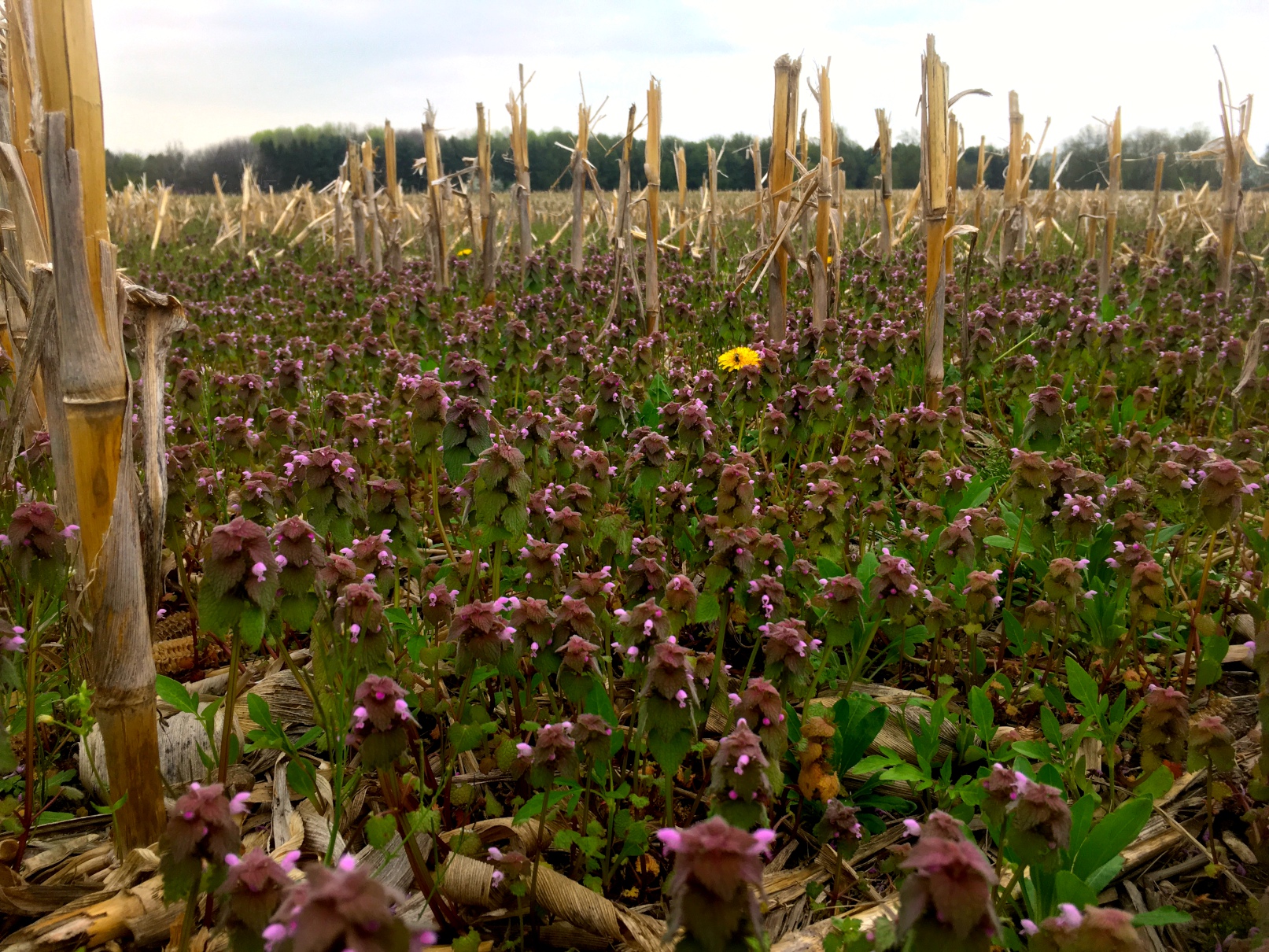 A farm field.