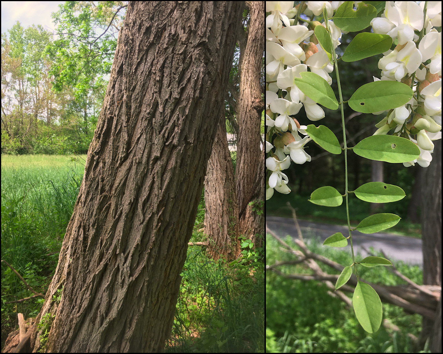 Bark of black locust tree.