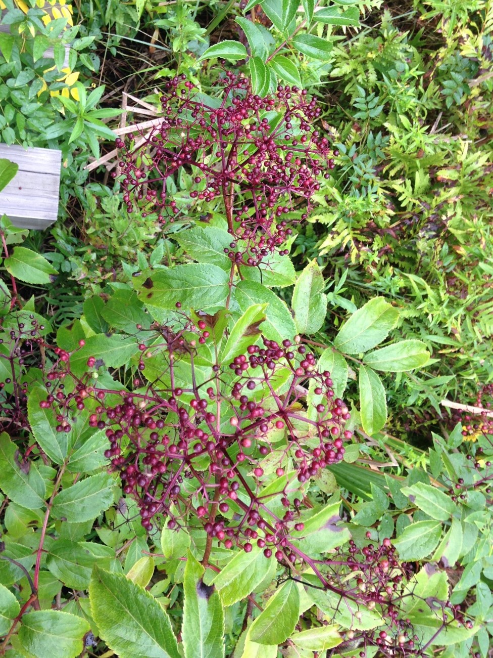 Ripening berries