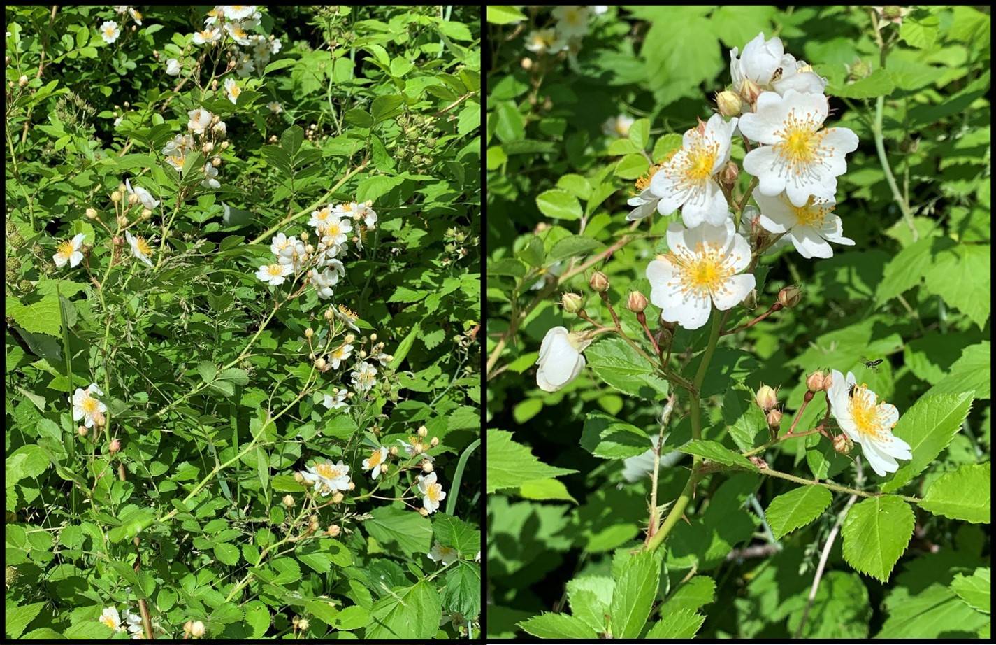 Multiflora rose in bloom.