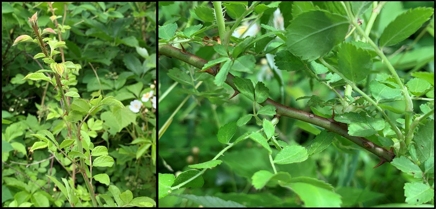 The stems of multiflora rose.