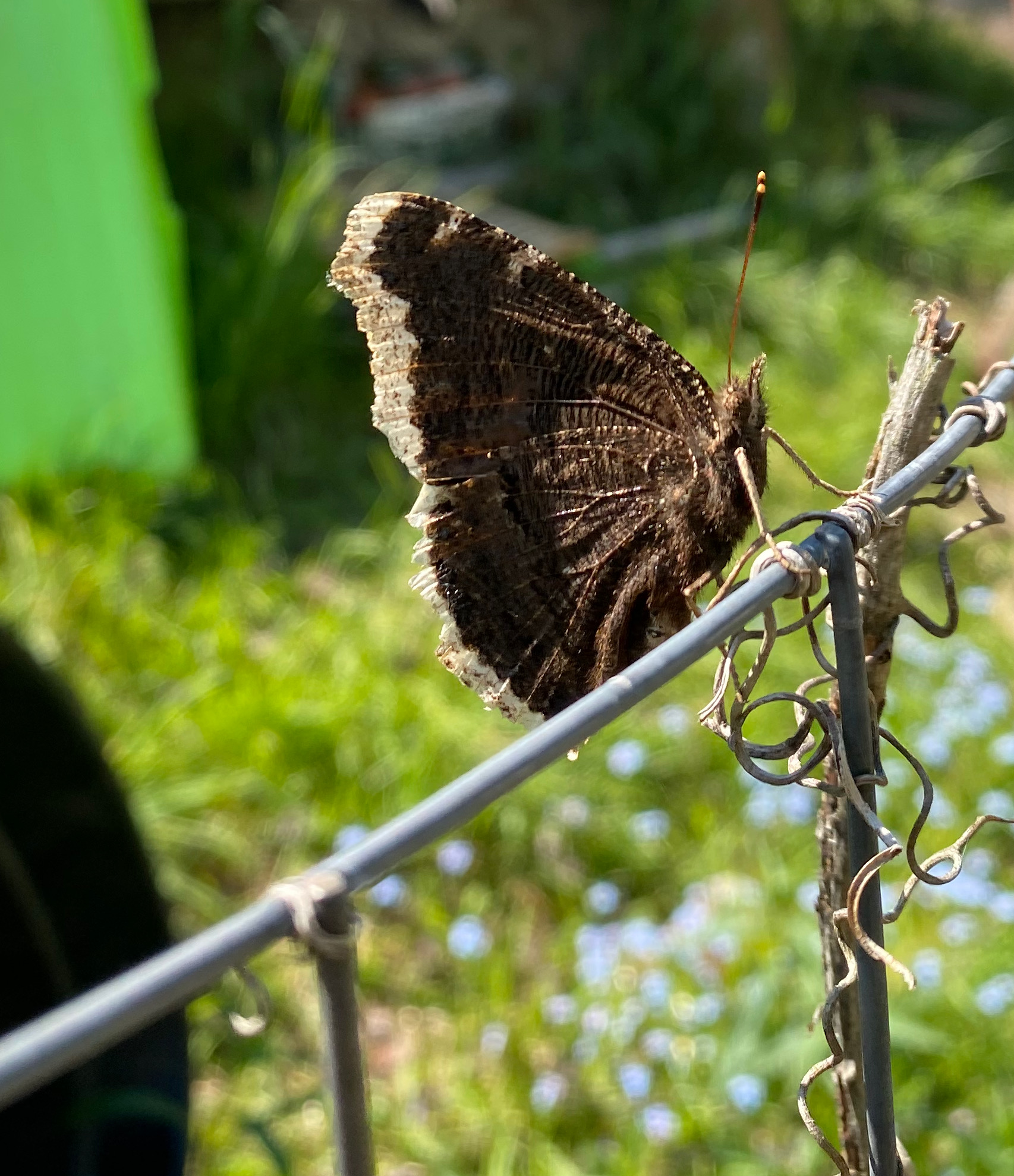 A mourning cloak butterfly sitting on a fence.