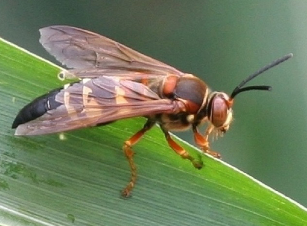 Cicada Killer Wasp