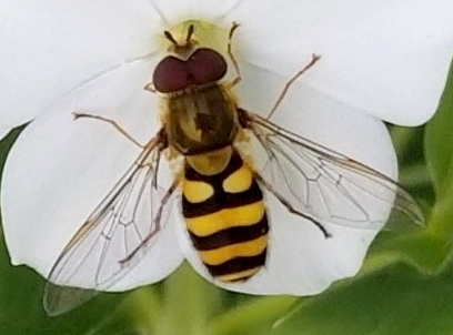  Hover Fly