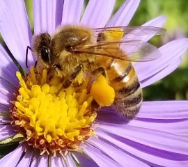 Honey Bee