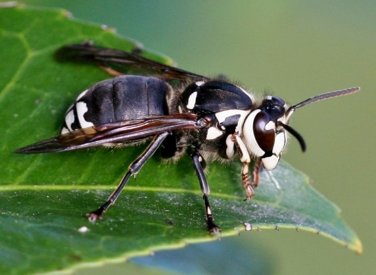 Black And White Bee