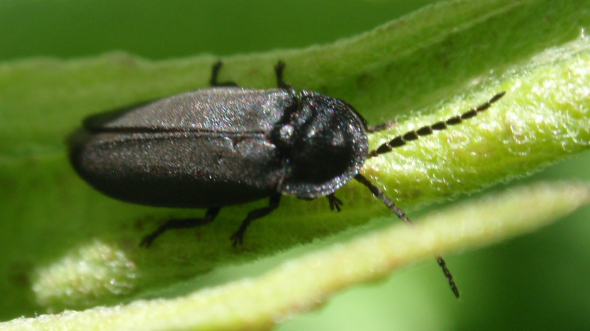 Adult firefly