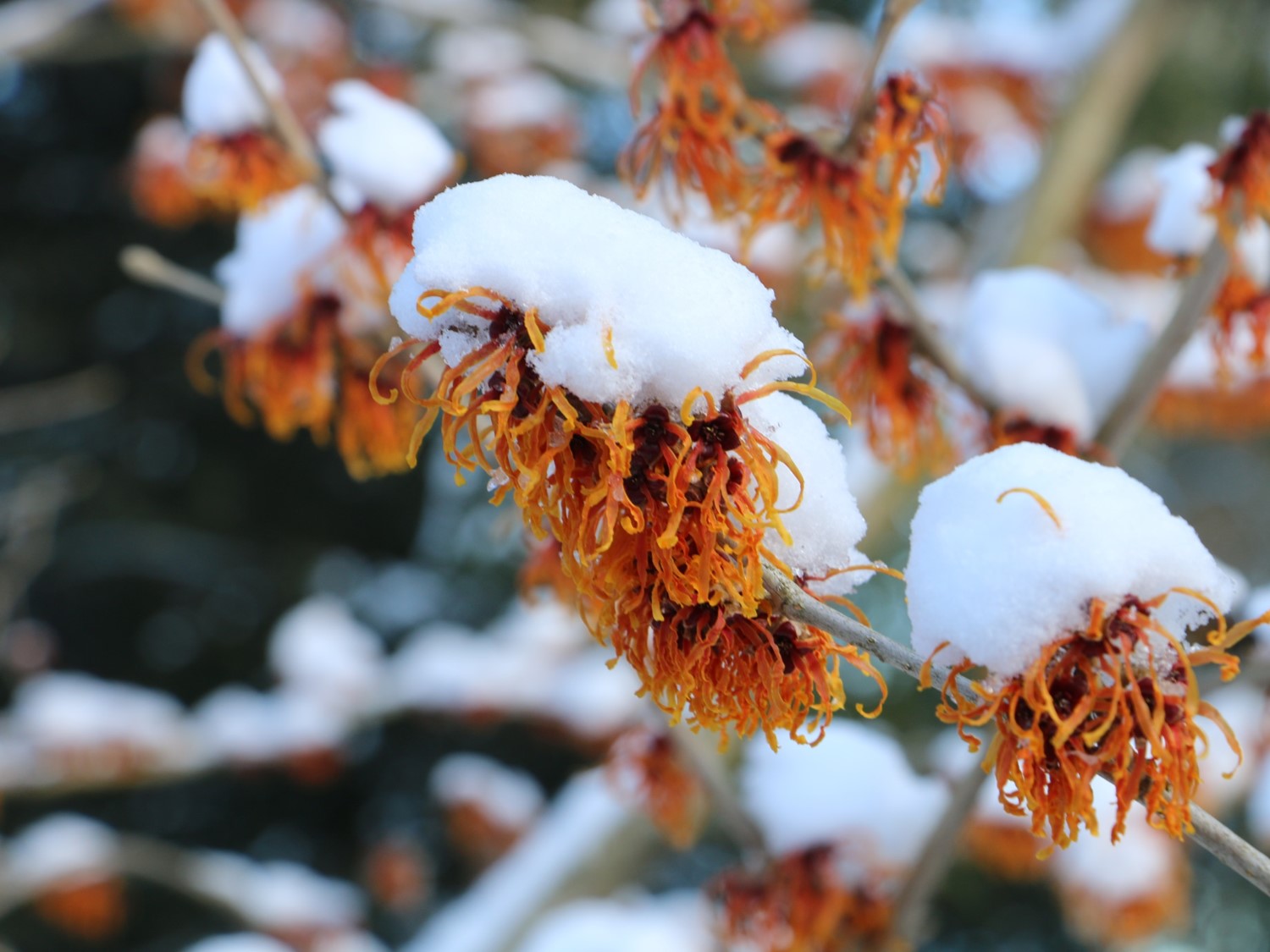 Witchhazel