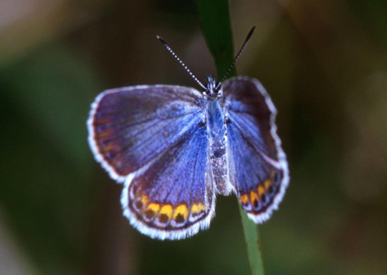 Karner blue butterfly