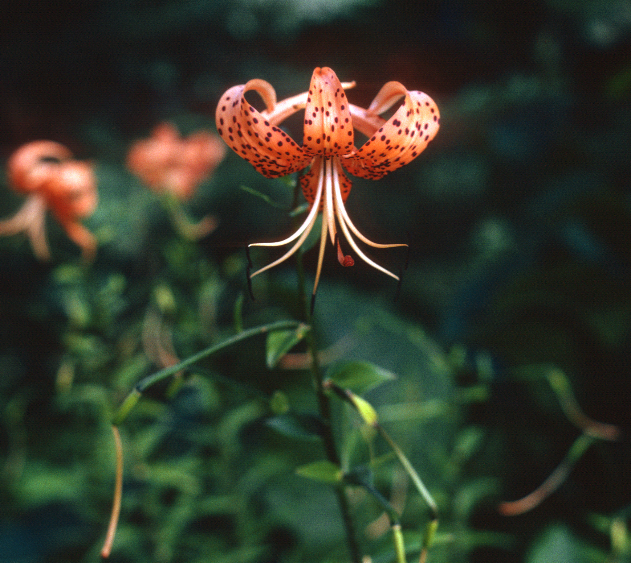 Michigan Lily