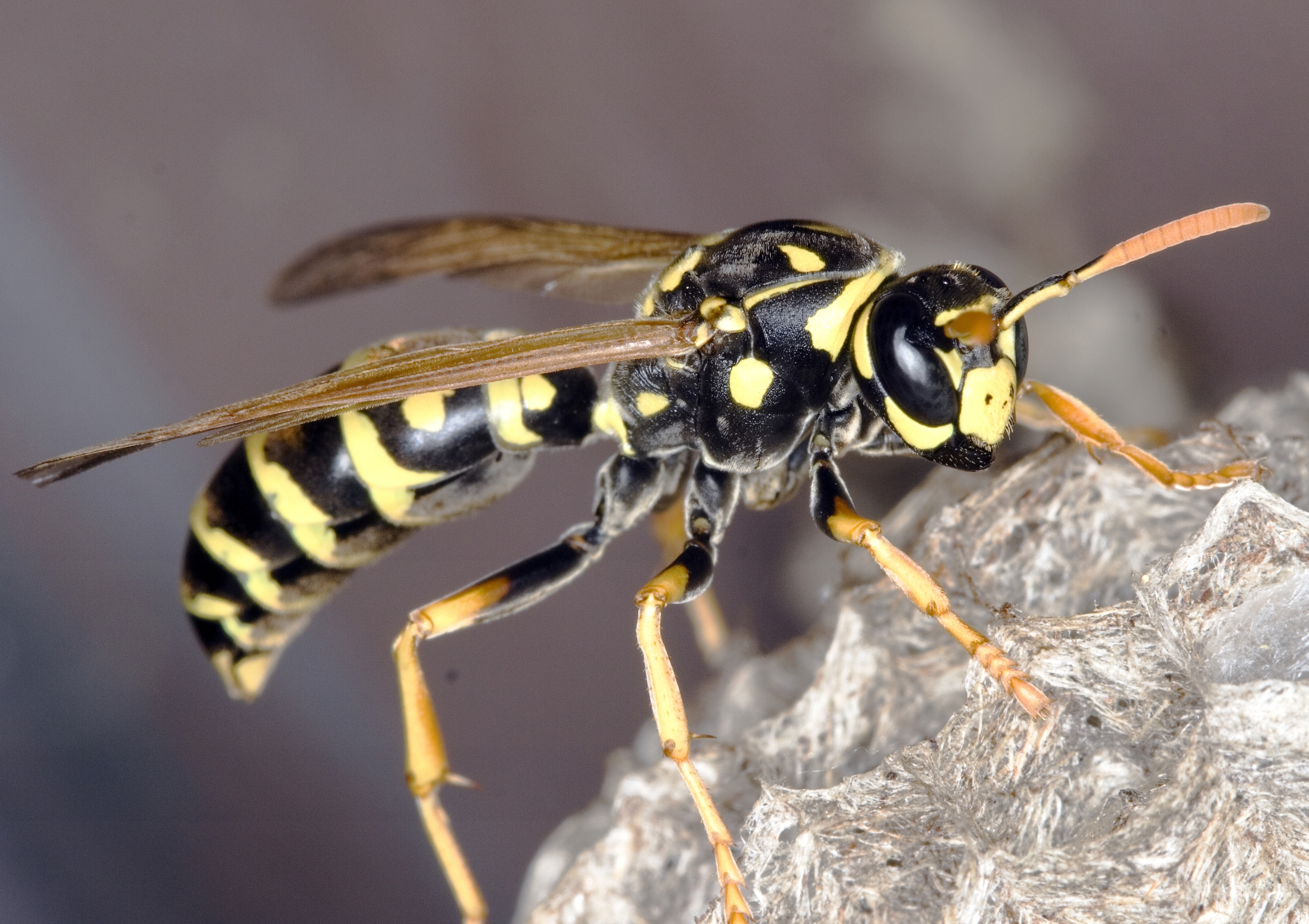 Bee Wasp Or Hornet Nest Which One Is It Gardening In Michigan