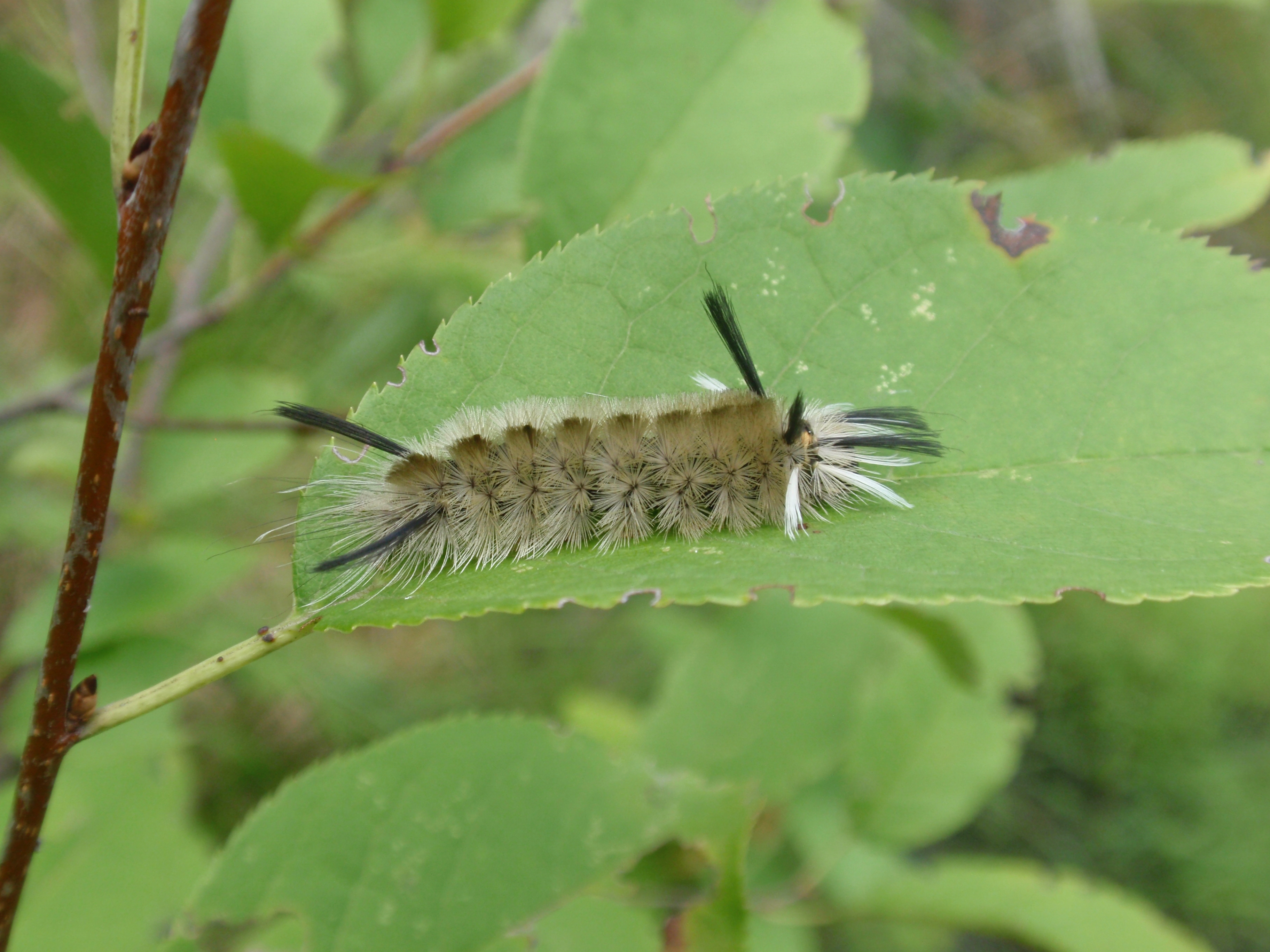 Fuzzy Fall Visitors Caterpillars That Attract Attention And Could Cause Needless Concern Gardening In Michigan