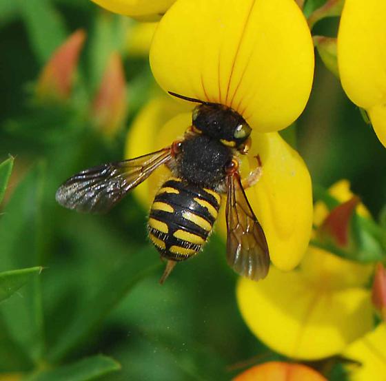 European Wool Carder Bee (Anthidium manicatum) - Anthidium oblongatum 