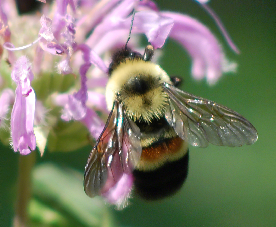 Rusty patched bumble bee