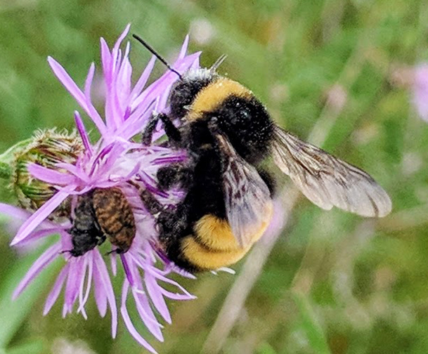 Yellow banded bumble bee