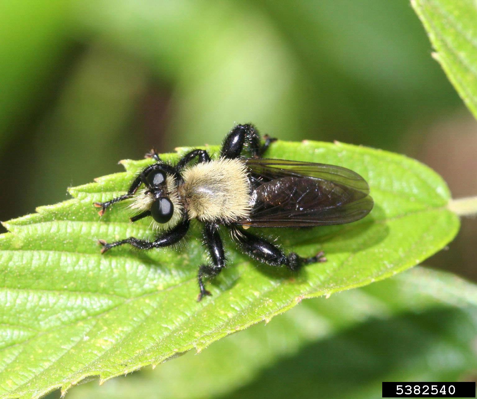 A robber fly.