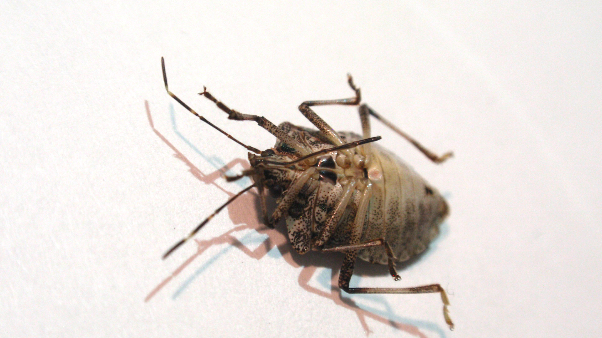 A brown marmorated stink bug.