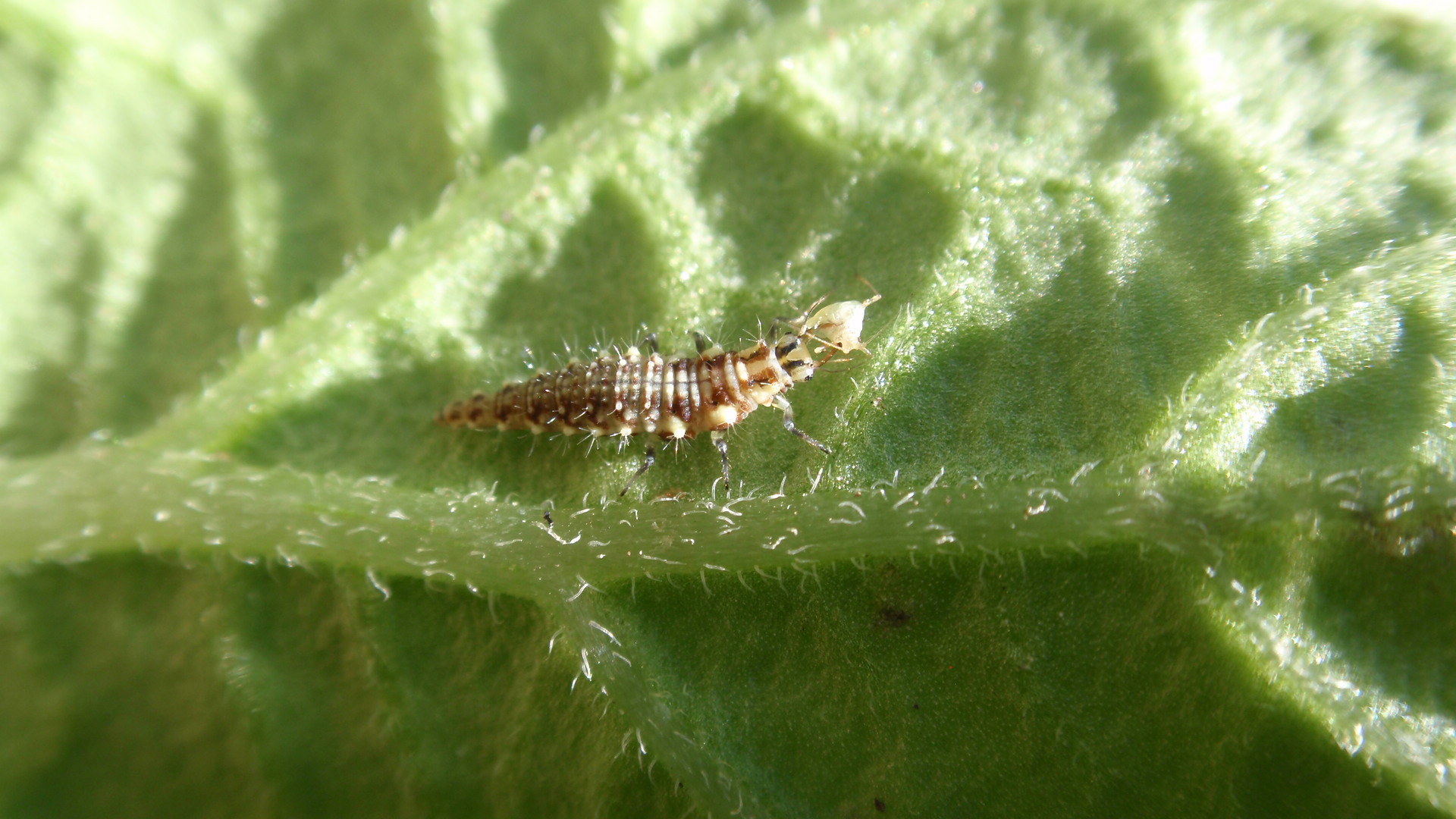 An immature green lacewing