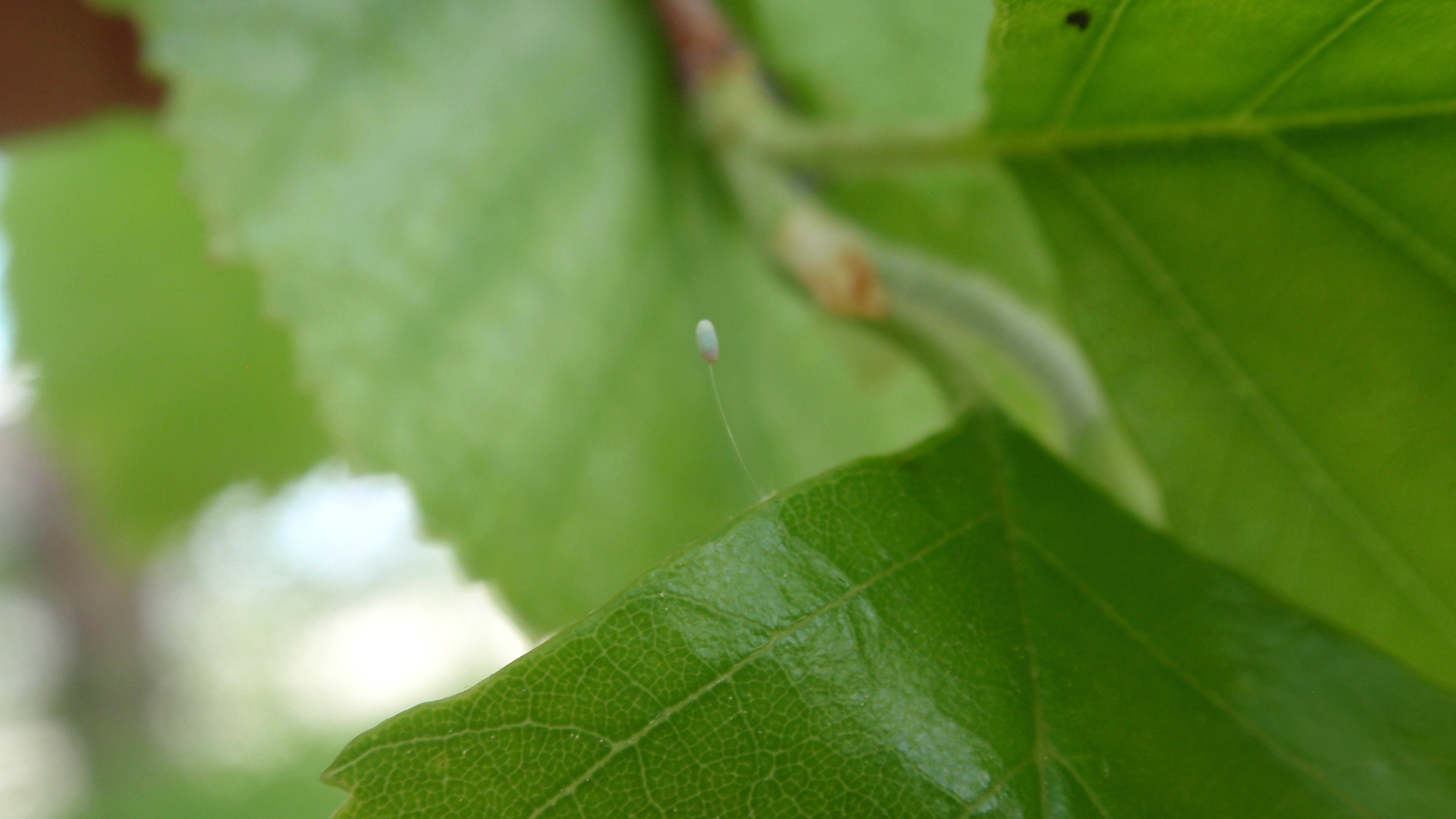 The egg of a green lacewing