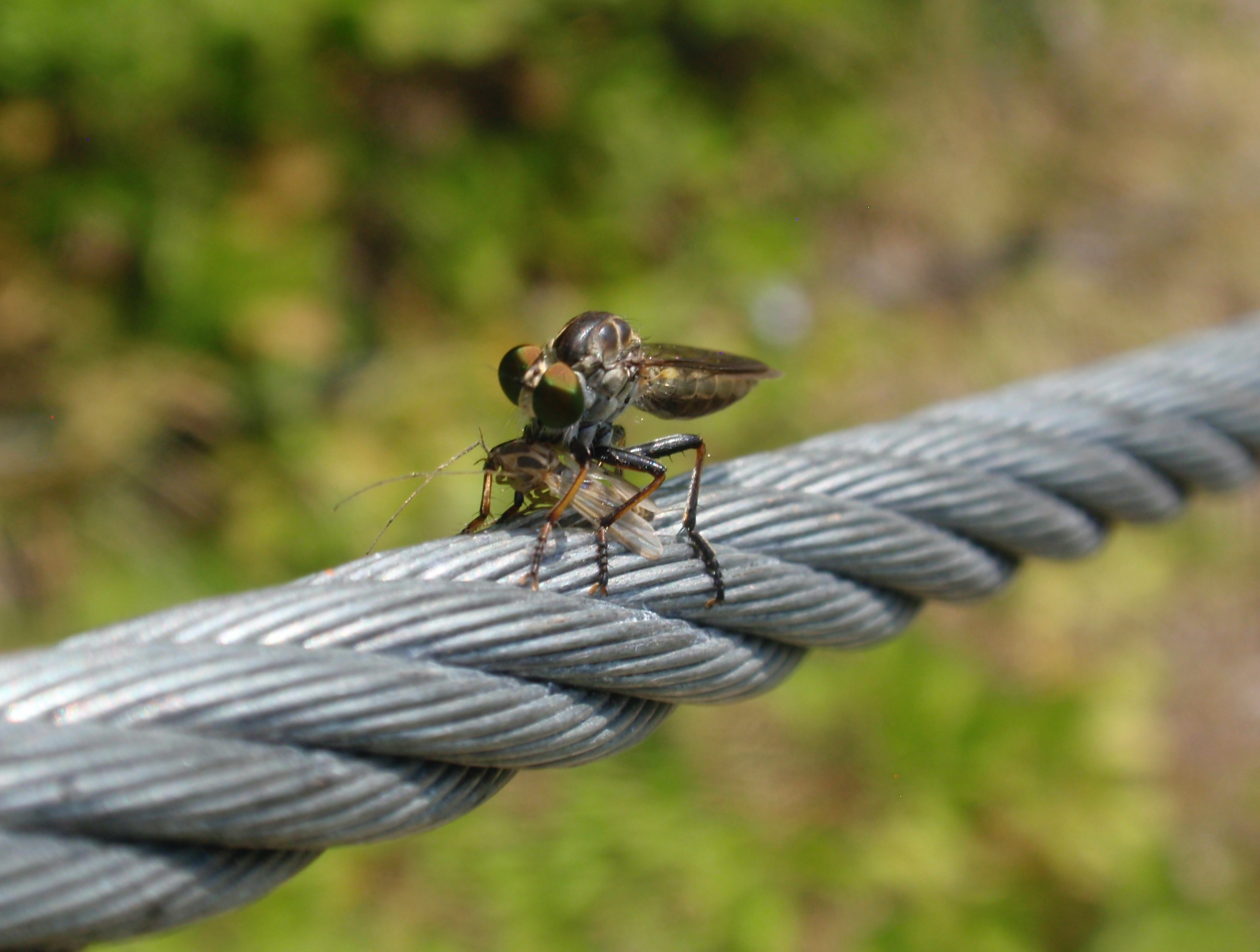 A robber fly resting on a steel cable.