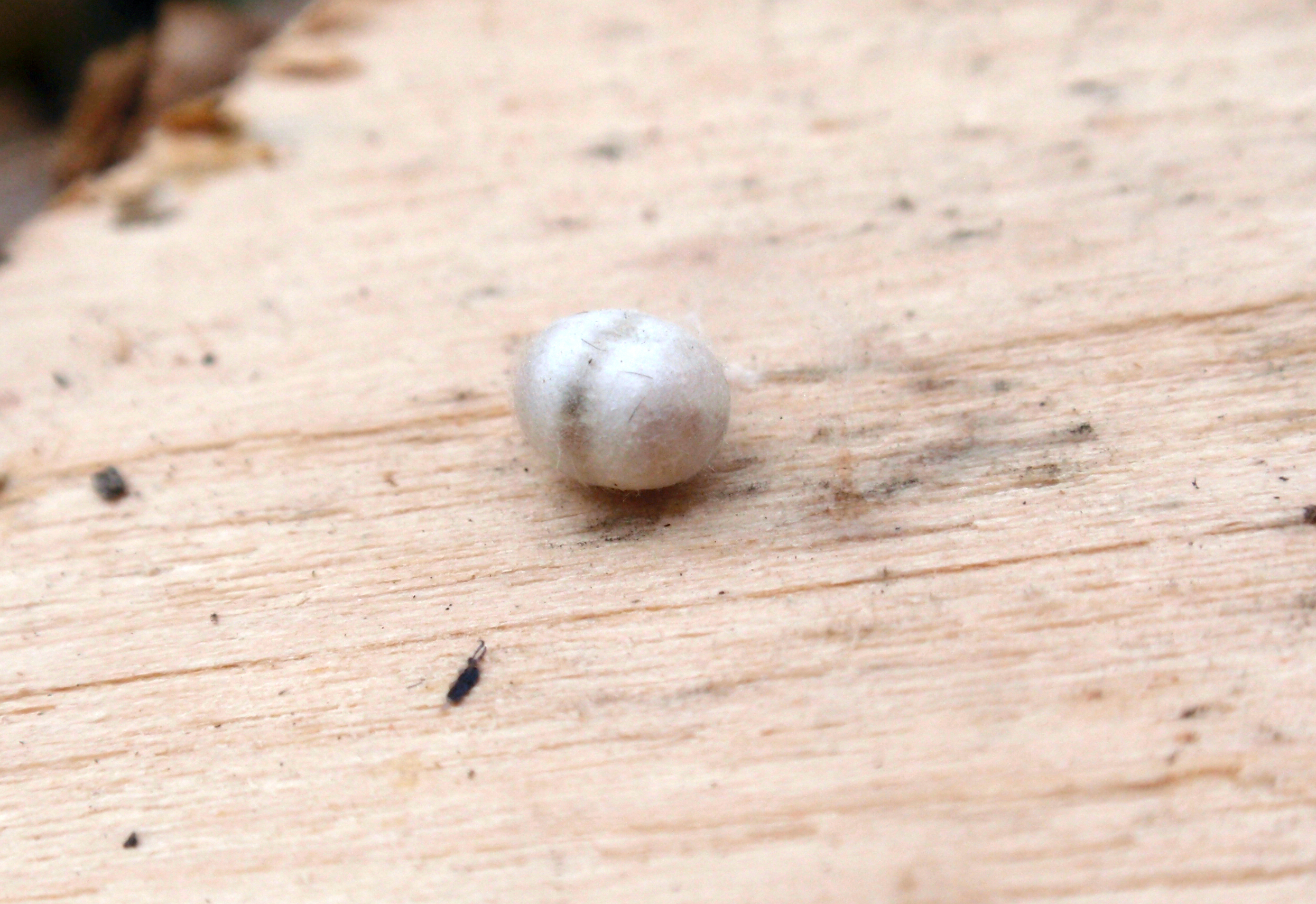 A silken cocoon