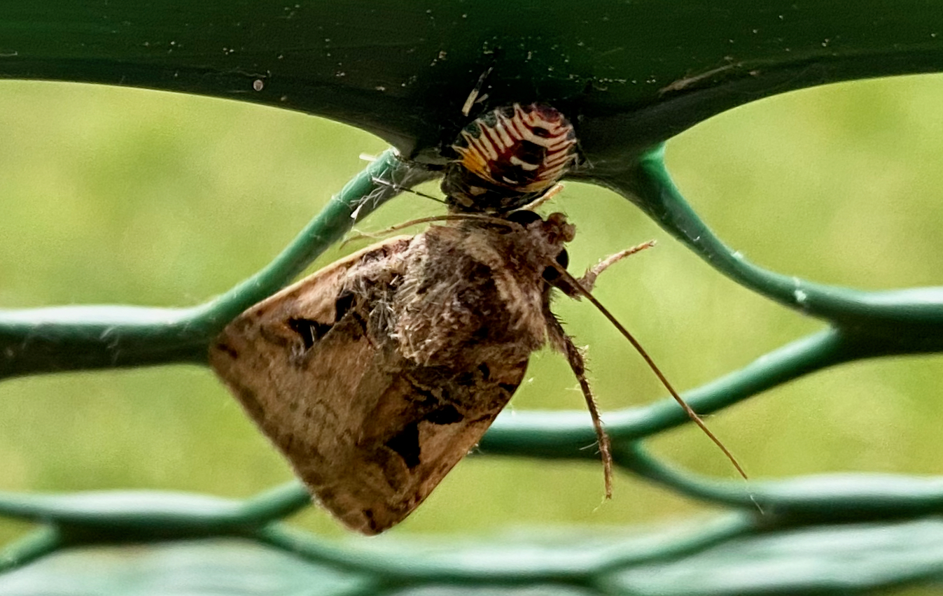 An immature stink bug feeding on a moth.