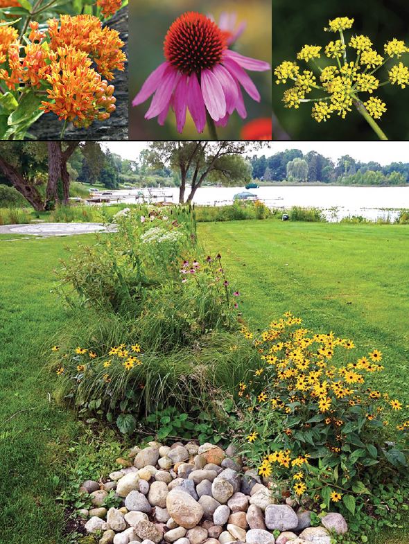 Native plants and rain garden