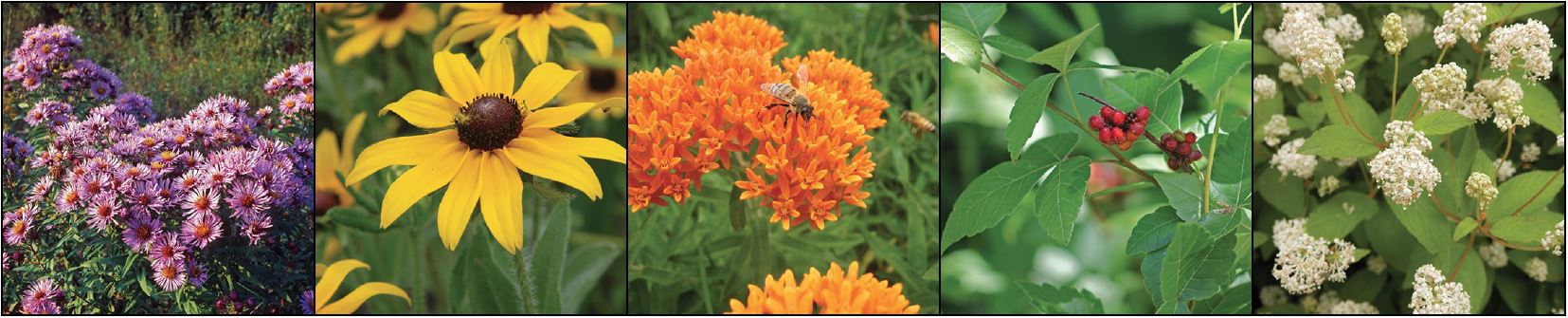 Native flowers and shrubs