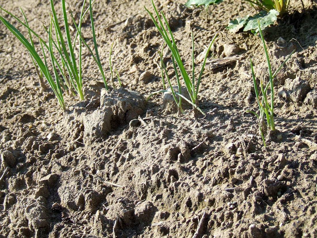 Sandy garden soil