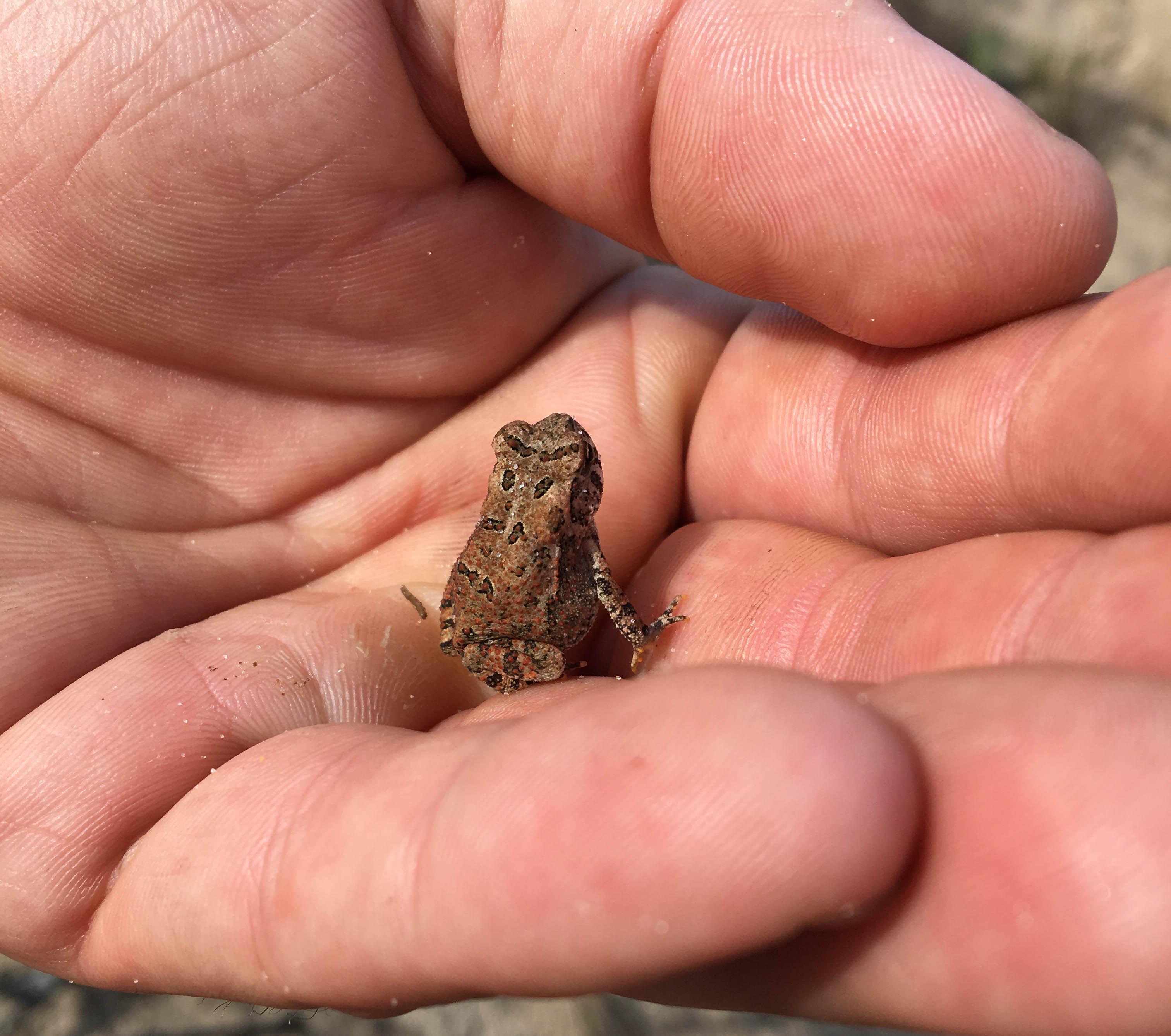 How To Catch And Hold A Frog - Save The Frogs!