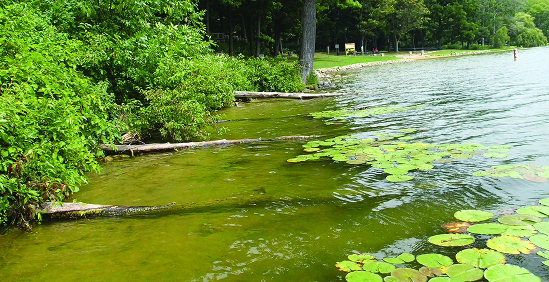 Logs above water