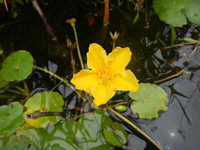 Yellow floating heart flower 