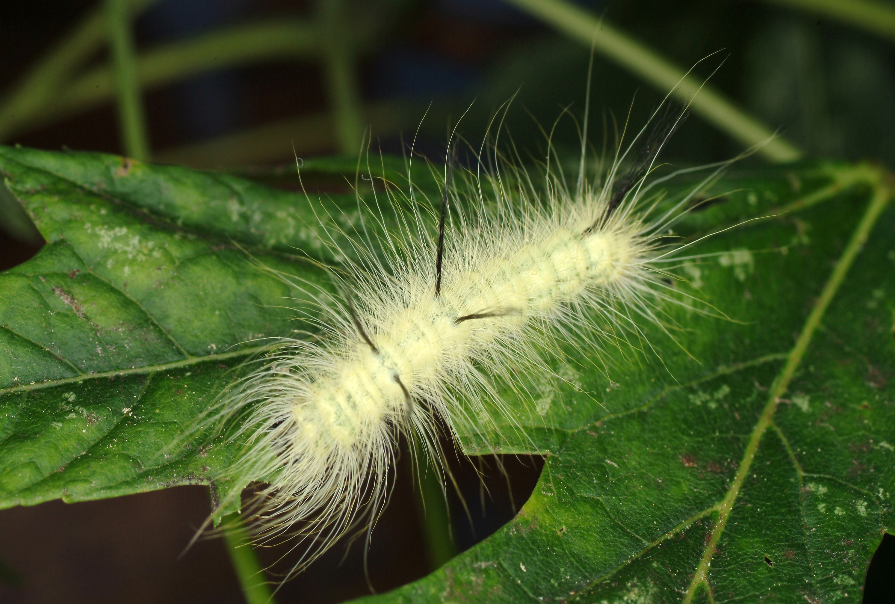 Fuzzy Fall Visitors Caterpillars That Attract Attention And Could Cause Needless Concern Gardening In Michigan