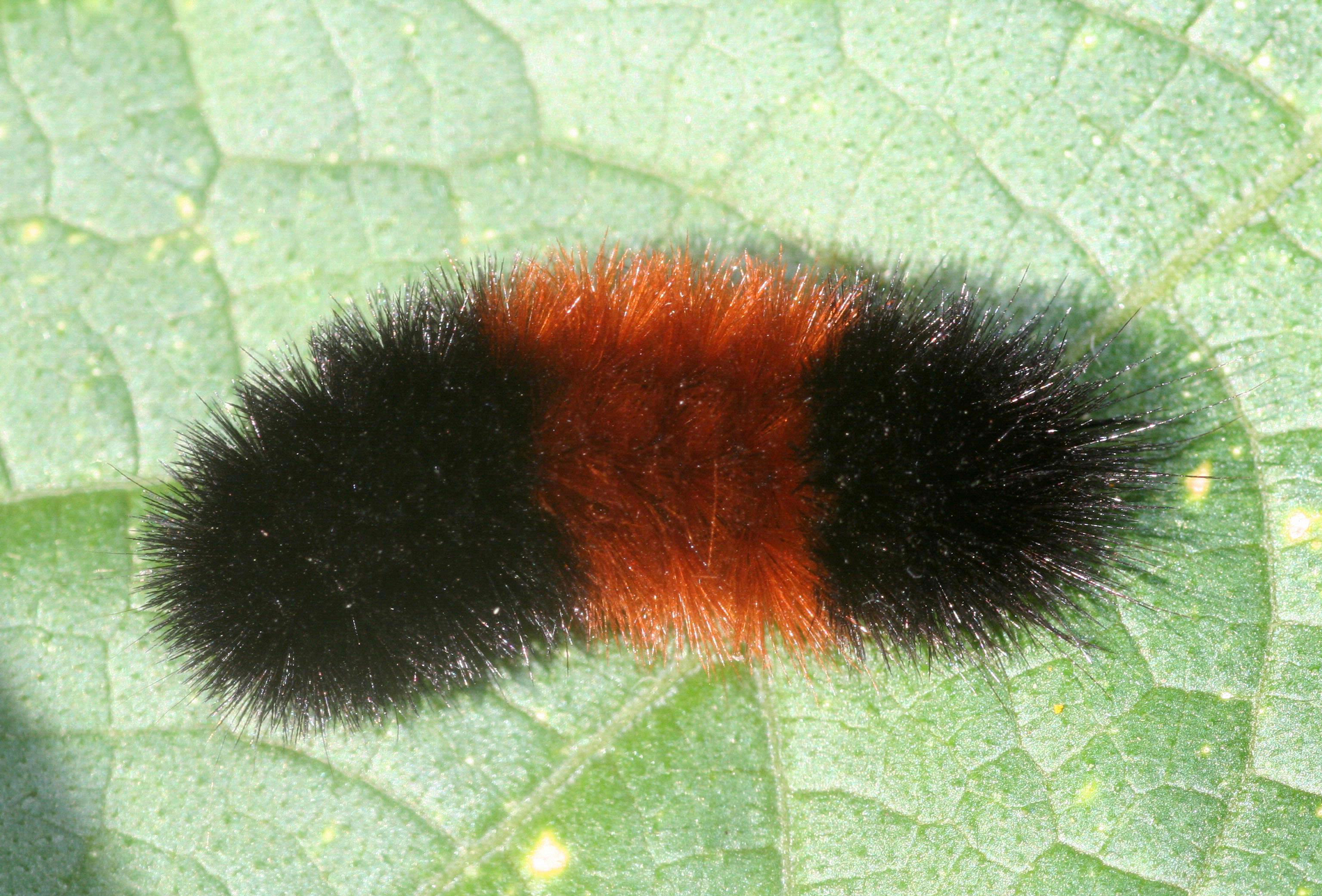 Fuzzy Fall Visitors Caterpillars That Attract Attention And Could Cause Needless Concern Gardening In Michigan