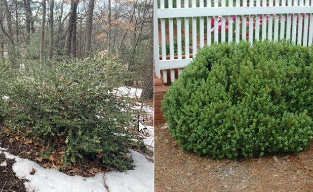 Boxwoods in the landscape as unpruned (left) and pruned (right) shrubs.