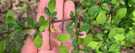 Spoon-shaped leaves of Japanese barberry.