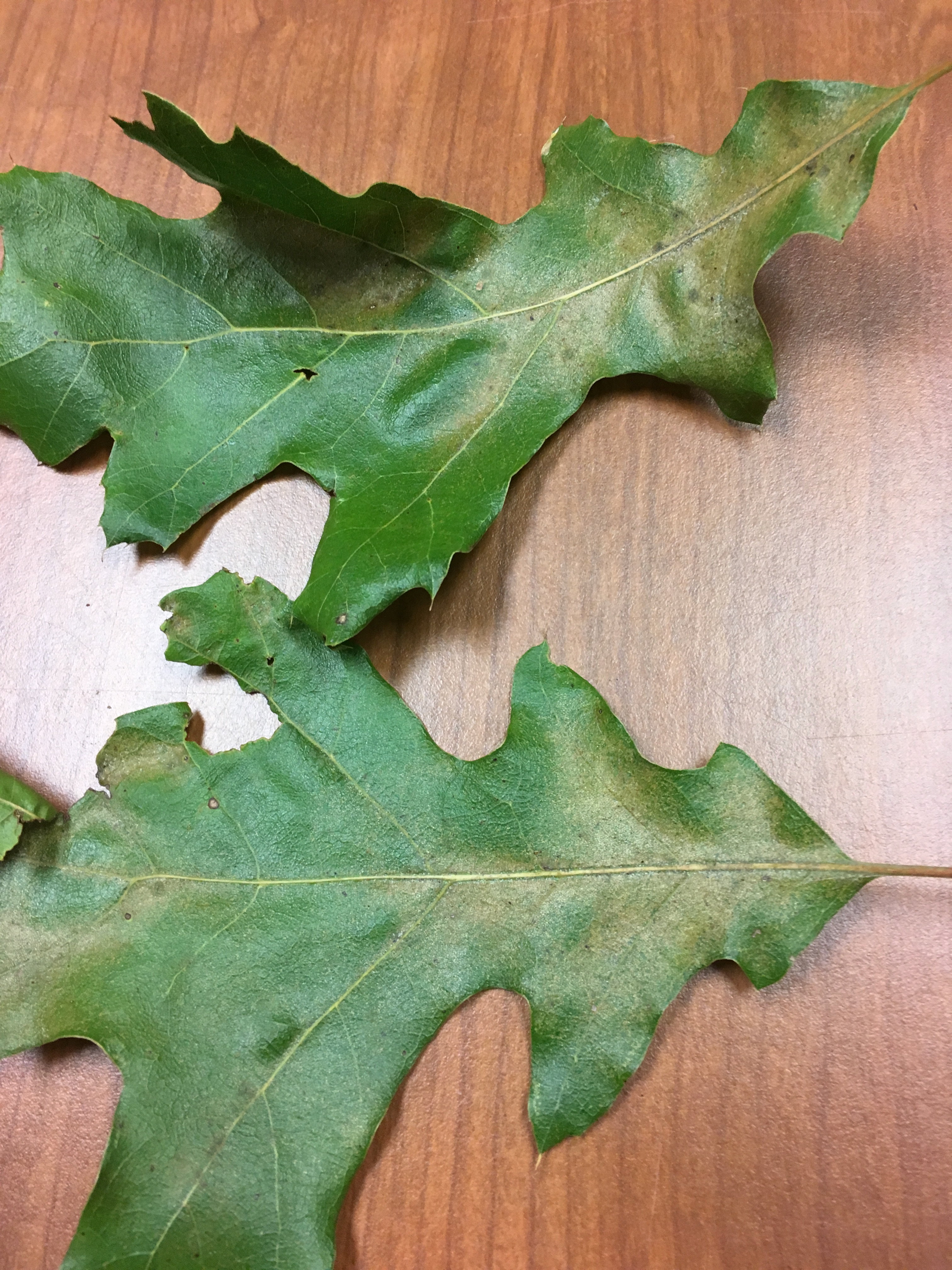 bronzing on leaf