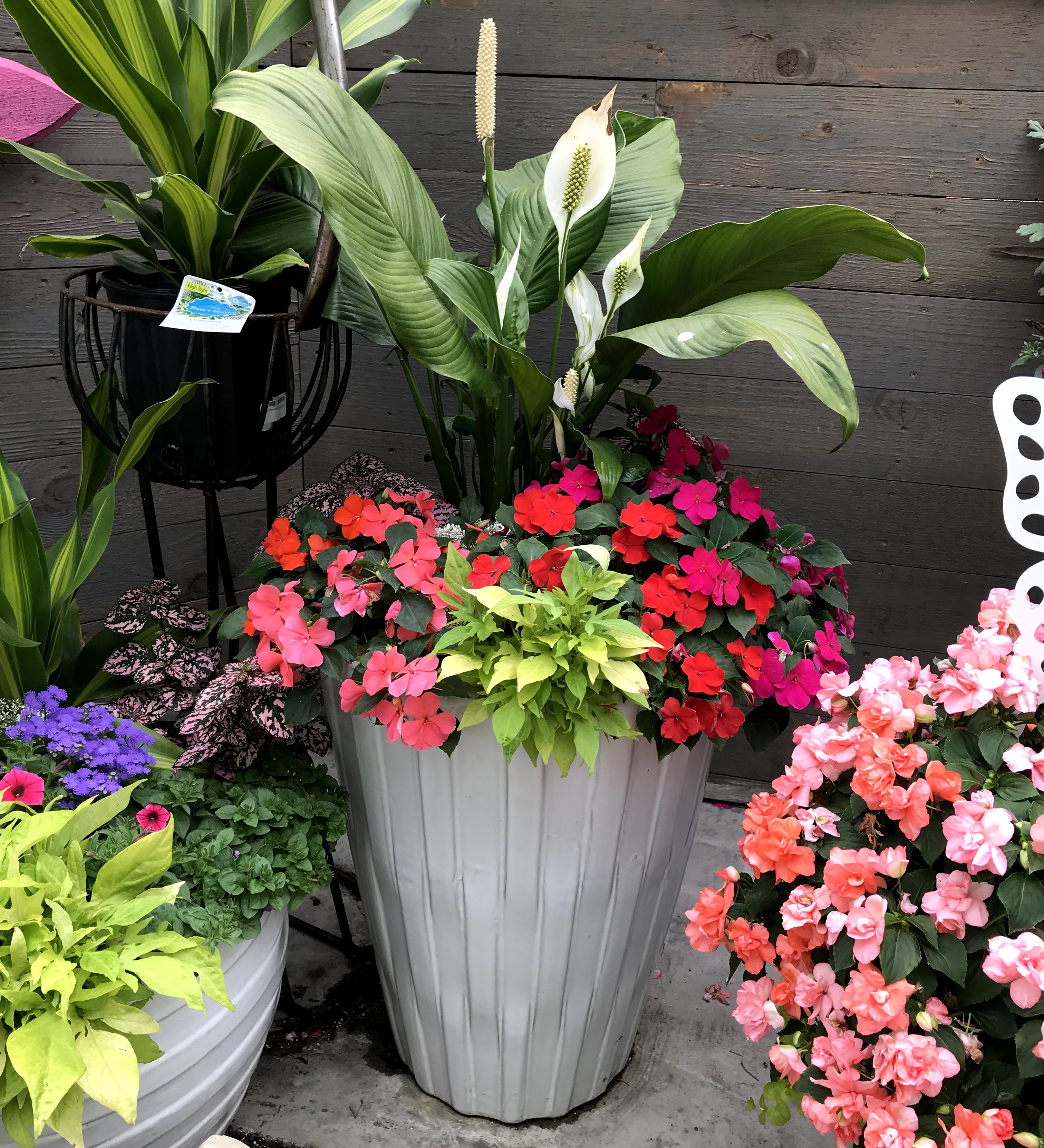 Cool combo containers to consider   Gardening in Michigan
